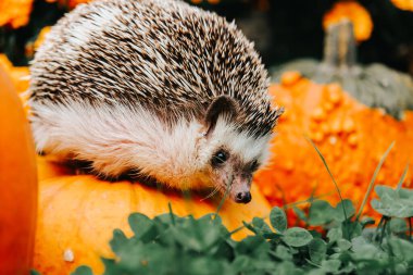 Sonbahar duvar kâğıdı. Kirpi, kabakların üzerinde turuncu ve sarı kadife çiçeklerinin üzerinde oturur. 
