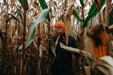 Cadılar Bayramı modunda. Cornfield 'da Jack Lantern Canavarı. Korkunç bir Cadılar Bayramı Canavarı Maskesi takan, Mısır Mezarı' nda Balkabağı Kafa. Balkabağı canavarı ve gri sonbahar gökyüzünde mısır koçanı.. 