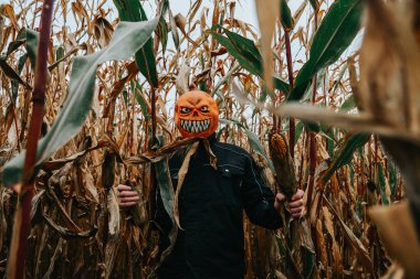 Cornfield 'daki Ürkütücü Balkabağı Kafa. Korkunç bir Cadılar Bayramı Maskesi Giyen Adam.