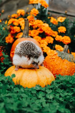 Kirpi ve Kirpi Çiçekli Sonbahar Duvar Kağıdı Turuncu ve sarı kadife çiçekli Balkabağı Kirpisi