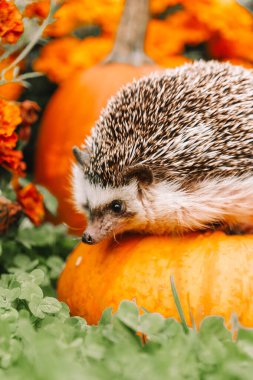 Prickly Pet, Pumpkin ve Flowers ile Sonbahar Duvar Kağıdı. Merhaba Autumn.Pumpkins 'te kirpi, bir bahçede turuncu ve sarı kadife çiçekli..