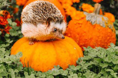  Dikenli Evcil Hayvan, Balkabağı ve Çiçekler. Merhaba Autumn.Portakal üzerinde kirpi ve Bahçede sarı kadife çiçeği. Sonbahar renklerinde bir kirpinin portresi