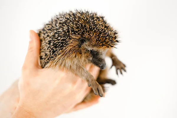  Kirpi İnsan Ellerinde Tutuldu. İnsanlar ve hayvanlar arasındaki iletişim. Bir orman kirpisini evde tutmak. Bakım, besleme ve evdeki orman hayvanlarına bakmak. 
