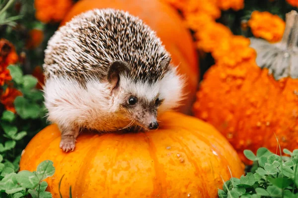 Prickly Pet, Pumpkin ve Flowers ile Sonbahar Duvar Kağıdı. Merhaba Autumn.Pumpkins 'te kirpi, bir bahçede turuncu ve sarı kadife çiçekli arka plan. Sonbahar renklerinde bir kirpinin portresi