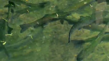 Üreme ve büyüyen alabalık. Alabalık gölette yüzer. Balık çiftliği. Yeşil şeffaf suda alabalık hareketi. 4k görüntü