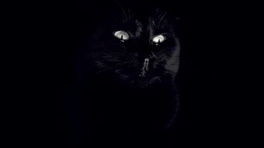 Karanlıktaki Kara Kedi. Karanlık bir kedinin mistik görünüşü. 4k görüntü