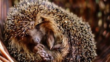 Hasır sepetin içinde uyuyan orman kirpisi. Kirpi topuklarına yakın çekim. Orman hayvanları ve sakinleri.. 