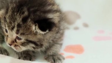 İskoç kedi yavrusu. Şirin kedi yumuşak bir astarda yatıyor. Kabarık kulaklı, tüylü kedi yavrusu.. 