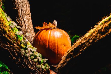 Yosun ve Yaprakla Ağaç Dallarında Balkabağı. Cadılar Bayramı 'nda Ürkütücü Arka plan. Cadılar Bayramı için Ağaç Dalında Balkabağı.. 