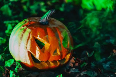 Cadılar Bayramı için dumanlı Jack Lantern. Garip oyulmuş balkabağı yapraklarla çevrili ve dramatik bir duman etkisi var. Sonbahar festivali atmosferi. Oyulmuş yüzlü balkabağı.. 