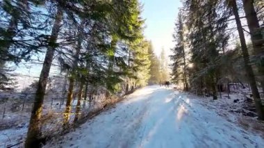 Kışın güneşli ormanda yürüyorum. İnsanlar kış ormanlarında yol boyunca güneş ışığıyla yürüyorlar. 4k görüntü