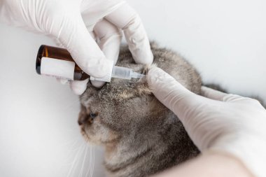 Veteriner, hayvanların kulaklarına özel kulak damlaları enjekte eder. Veteriner kediyi muayene eder. Veteriner randevusundaki kedi. Hayvan kliniği