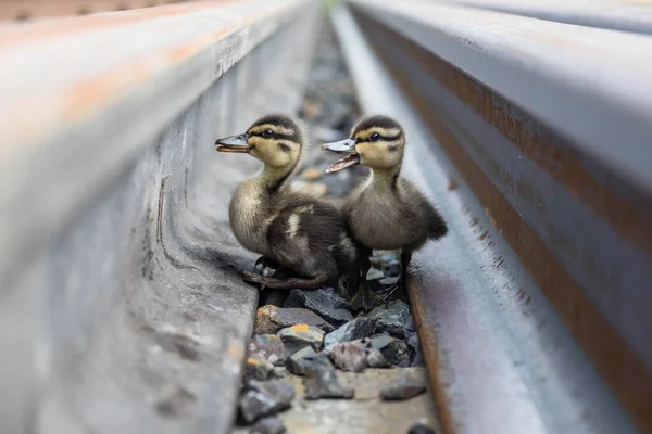 Two cute little ducklings are walking on the ground.