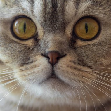 Yakından İskoç bir kedinin portresi. Bir kedinin ağızlığı. Büyük sarı gözlü bir kedi. Evcil hayvan.