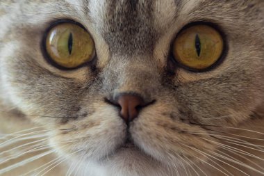 Yakından İskoç bir kedinin portresi. Bir kedinin ağızlığı. Büyük sarı gözlü bir kedi. Evcil hayvan.