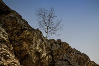 Gri taşın arasında büyüyen küçük bir ağaç.