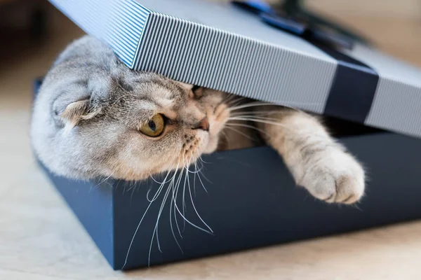 Carino Divertente Gatto Grasso Nella Confezione Regalo Natale — Foto Stock