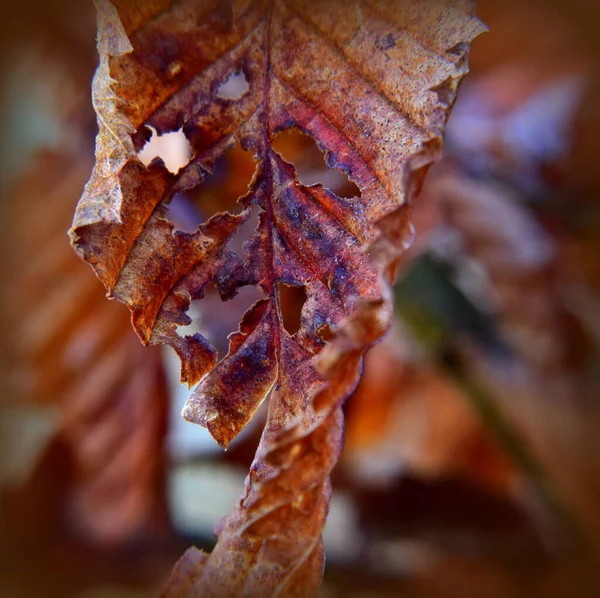 Dead Beech Leaf Winter Holes Foreground Focus Blurred Background — Stock Photo, Image