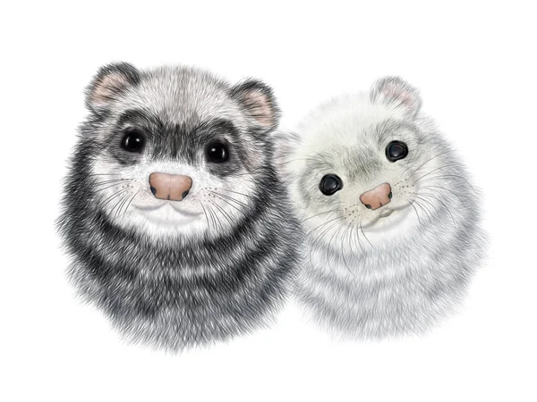 Realistic Portrait Couple Ferrets Polecats Head Portrait Isolated White Background — Stock Photo, Image