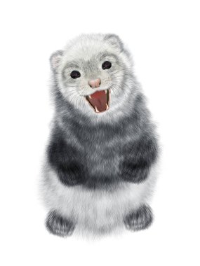 Realistic Drawing of Angry Ferret.  Polecat Drawing. Isolated on white background. clipart