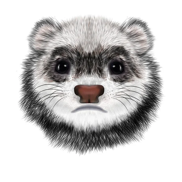 Realistic Portrait Sad Ferret Polecat Head Portrait Isolated White Background — Stock Photo, Image