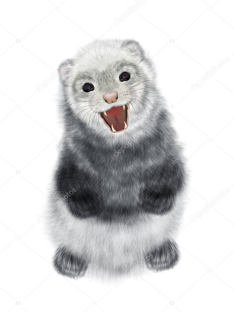 Realistic Drawing of Angry Ferret.  Polecat Drawing. Isolated on white background.