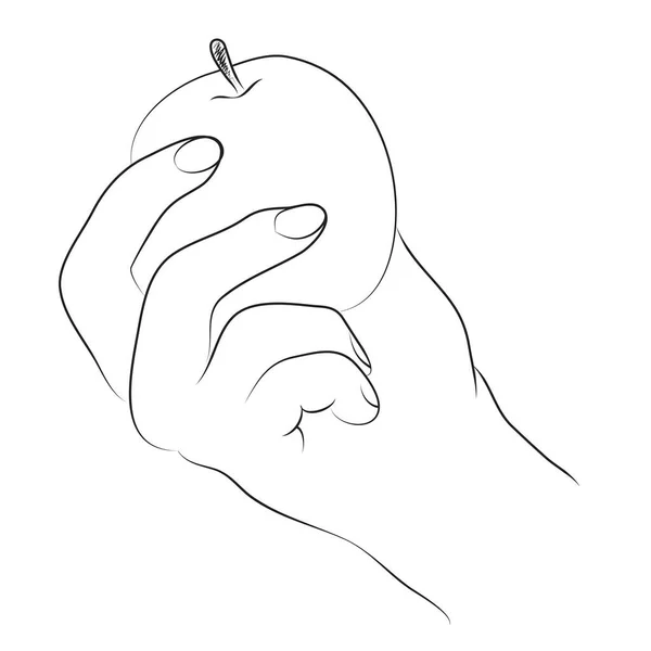 Linear sketch drawing. Hand holding apple line art illustration. Isolated on white background.