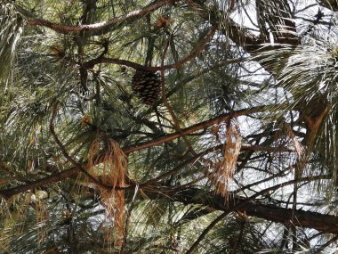 Una pina de pino entre sus ramas