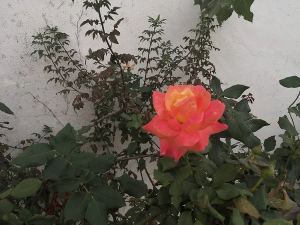Una Rosa Con Color Peculiar — Foto de Stock