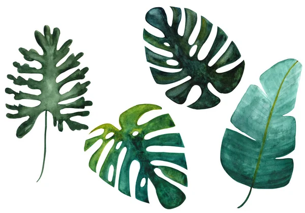 Monstera verde tropical aislada, plátano y hojas partidas sobre fondo blanco. Conjunto de ilustración de acuarela dibujada a mano. Plantas exóticas —  Fotos de Stock