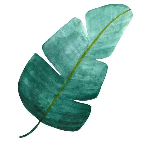 Handgezeichnetes Aquarell Tropisches Bananenblatt Isoliert Auf Weißem Hintergrund Ist Perfekt — Stockfoto