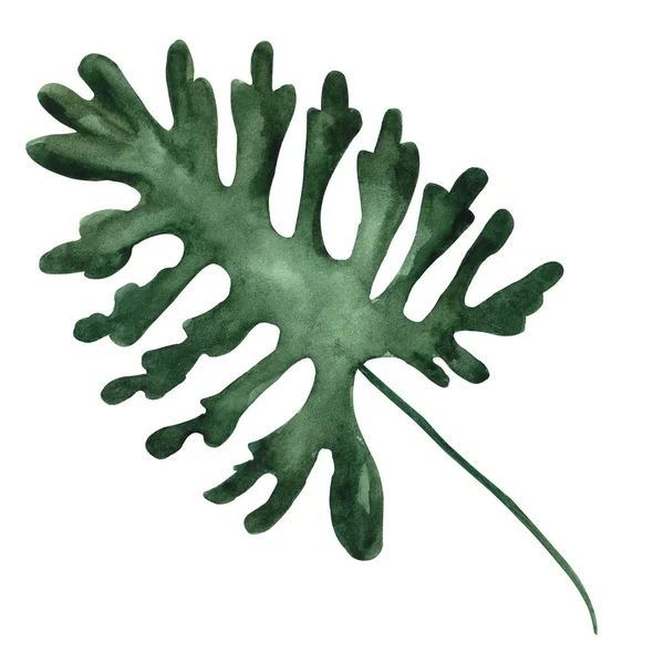 Handgezeichnetes Aquarell tropisches Splittblatt isoliert auf weißem Hintergrund — Stockfoto