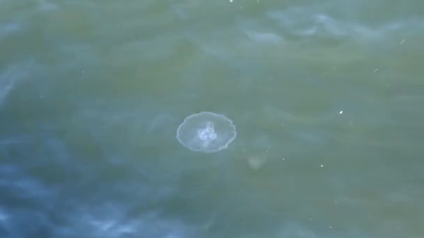 Common Moon Jellyfish Genus Aurelia Probably Aurelia Aurita Floating Waters — Stock Video