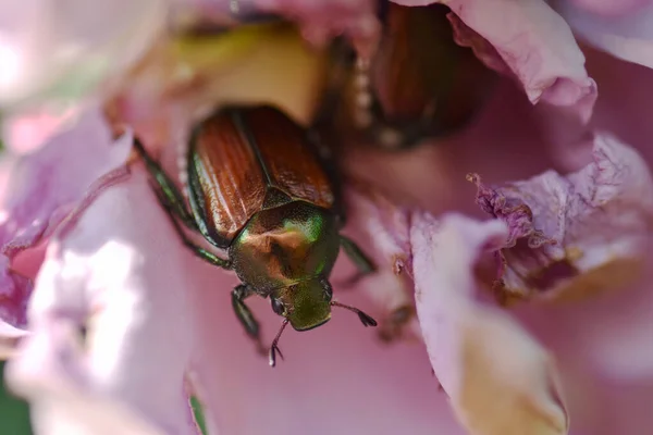 Garden Pests Closeup Japanese Beetle Popillia Japonica Rose Flower — Stock Photo, Image