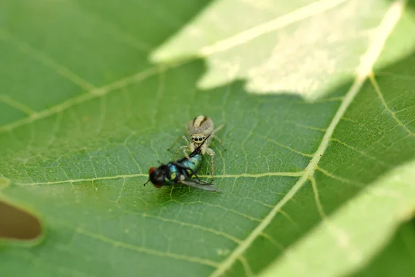 Raubbau Der Insektenwelt Winzige Springende Spinne Frisst Grüne Flaschenfliege — Stockfoto