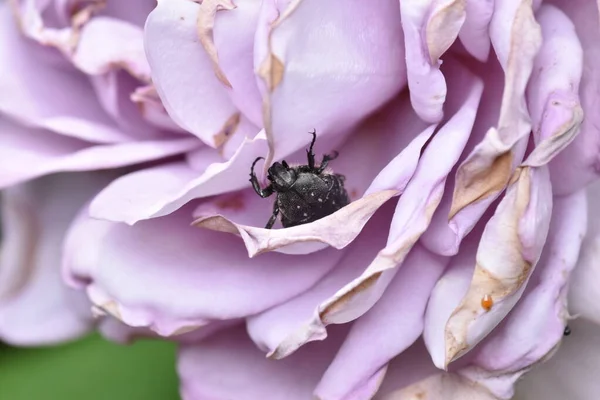 Bahçe Haşereleri Beyaz Benekli Bir Gül Böceğinin Oxythyrea Funesta Yakın — Stok fotoğraf