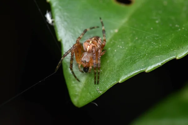 Europese Tuinspin Araneus Diadematus Zit Een Blad Terwijl Hij Wat — Stockfoto