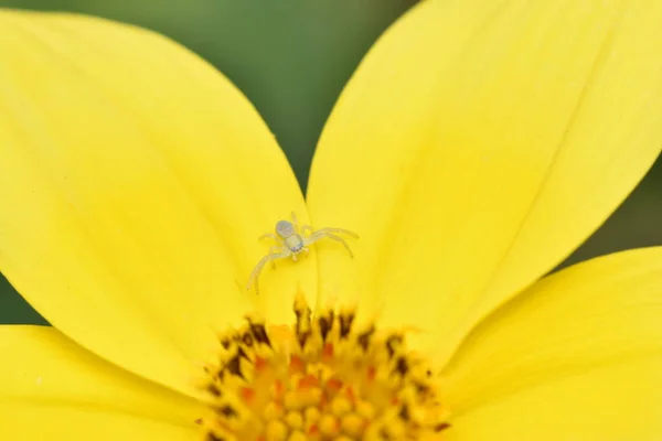 Winzige Krabbenspinne Die Der Mitte Einer Gelben Blume Auf Beute — Stockfoto