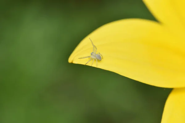 Pequena Aranha Caranguejo Espera Presa Pétala Uma Flor Amarela Talvez — Fotografia de Stock