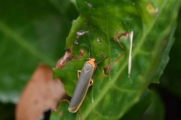 Grey Orange Eilema Complana Commonly Known Scarce Footman Moth — Stock Photo, Image