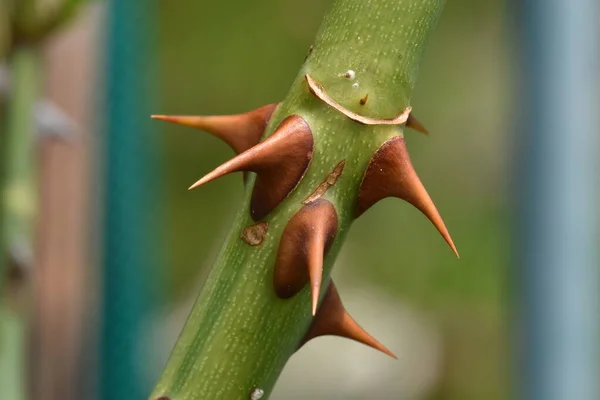 Closeup of a rose bush stem with thorn cluster