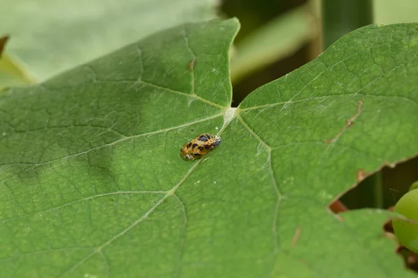 Harlequin Katicabogár Kölyke Harmonia Axyridis Szőlőlevélen — Stock Fotó