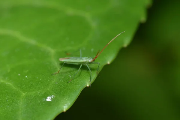 Trigonotylus Caelestialium Rýžový Brouk Výraznými Červenými Tykadly — Stock fotografie