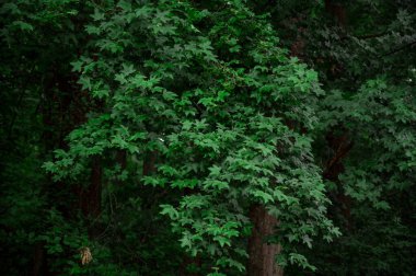 Arkaplan veya dekoratif olarak genç bitki yapraklarının dokusu.