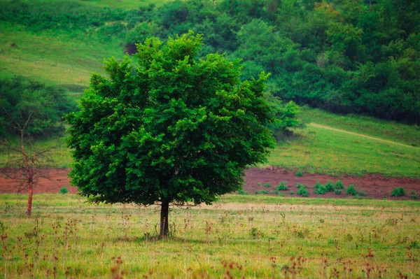 Lonley Tree Green Grass Hills — Stock Photo, Image