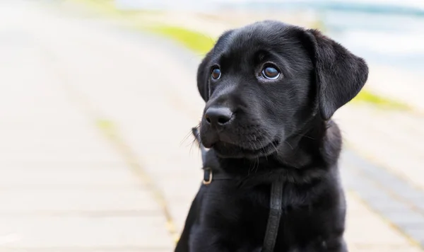 A pure bred black Labrador retriever puppy playing outside