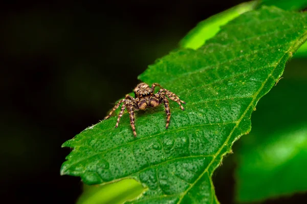 Primer Plano Las Arañas Saltadoras Hoja Verde Por Mañana — Foto de Stock