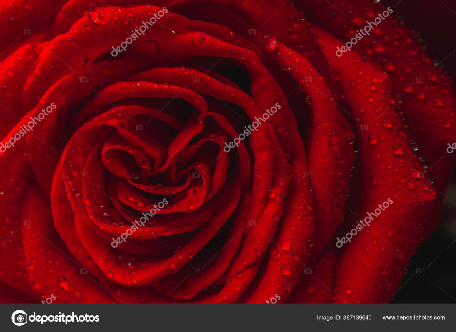 Red Rose Water Drops — Stock Photo © hereamihaicosmin@hotmail.com
