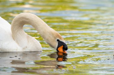 Kuğu. Beyaz kuğular. Kaz. Kuğu ailesi suyun üzerinde yürüyor. Küçük kuğulu kuğu kuşu. Yuvalı kuğular.