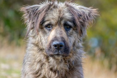 Üzgün evsiz köpek suratı Bulanık bir geçmişle sokakta oturuyor